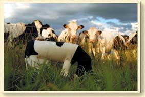 The Cow, out standing in her field.